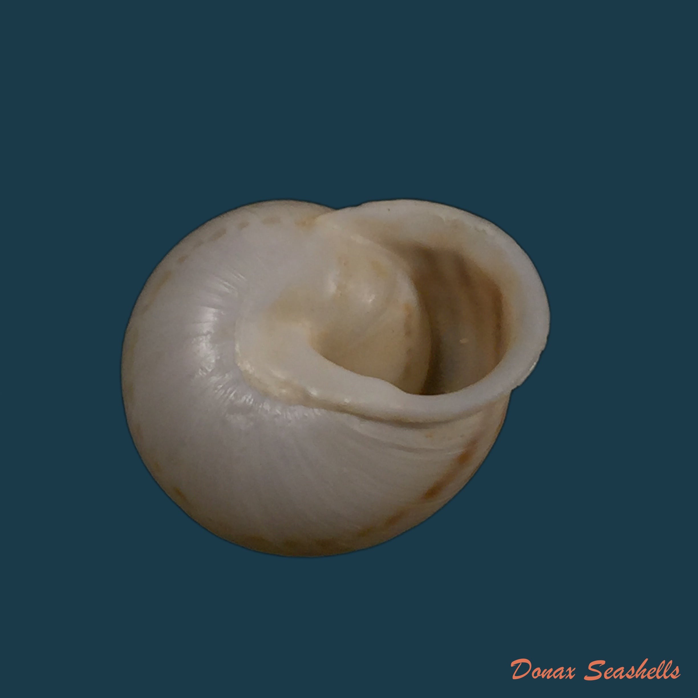 copia-de-rossmaessleria-weberi-paulae-j-ahuir-2017-24-8mm