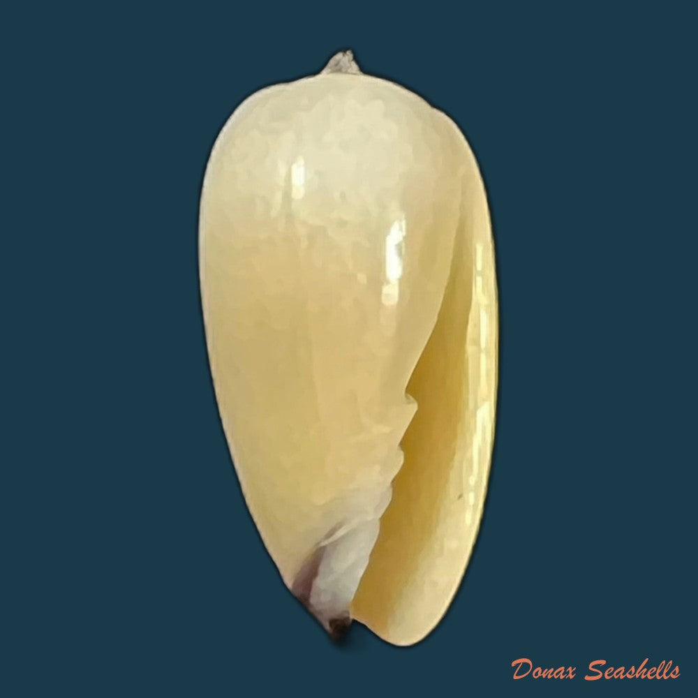copia-de-scabricola-olivaeformis-swainson-1821-13-5mm