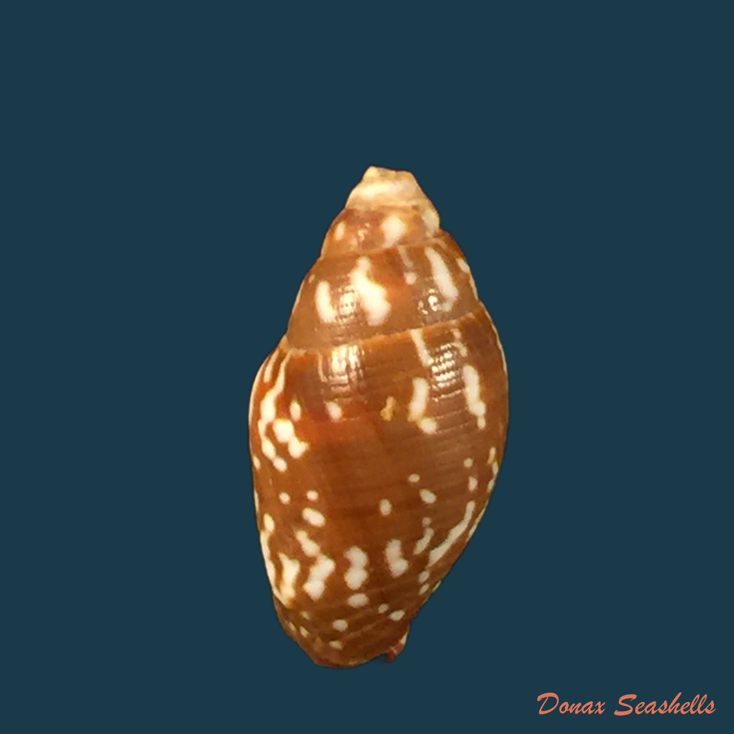 copia-de-scabricola-olivaeformis-swainson-1821-13-8mm