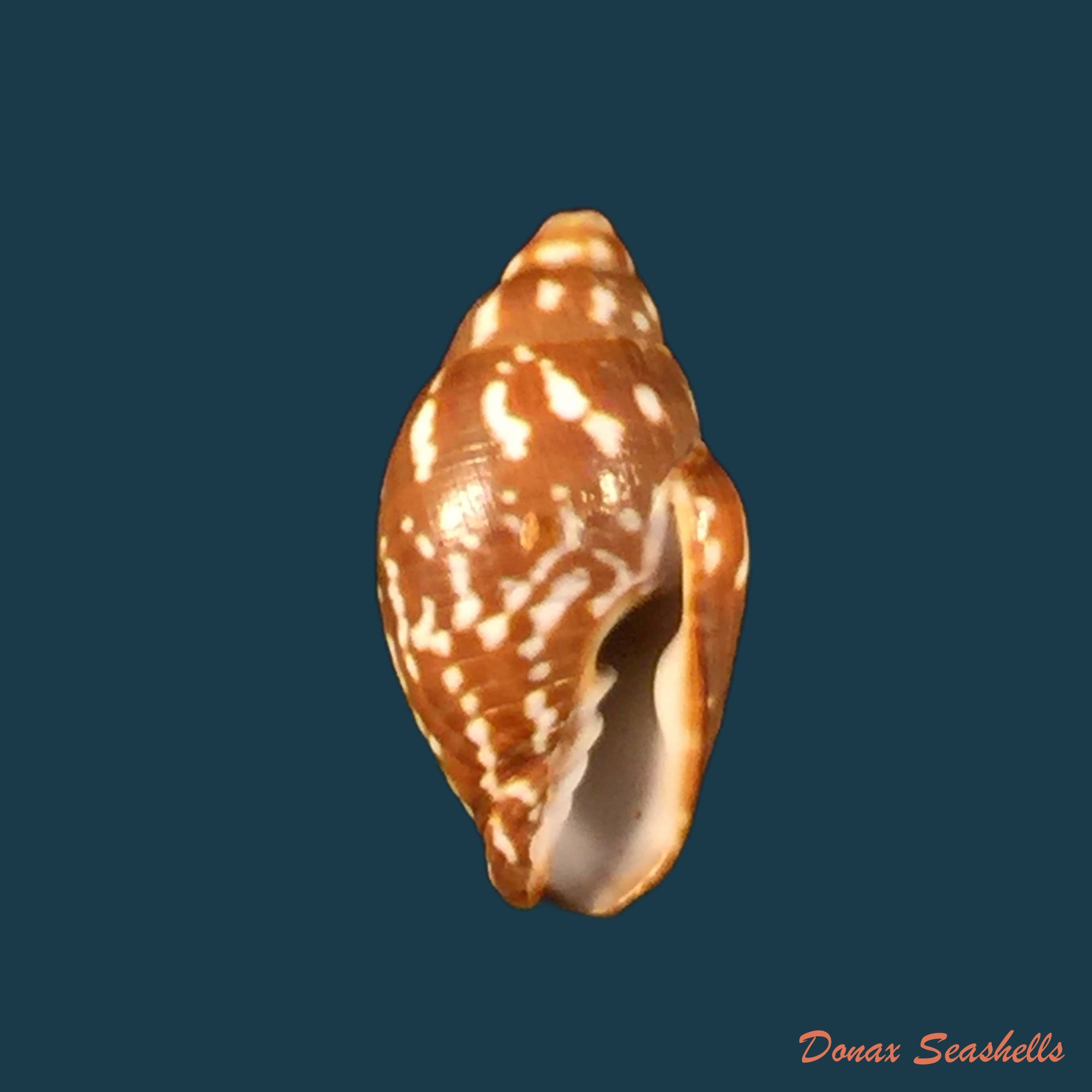 copia-de-scabricola-olivaeformis-swainson-1821-13-8mm