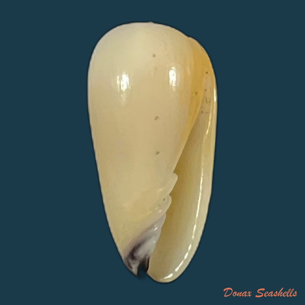 copia-de-scabricola-olivaeformis-swainson-1821-13-9mm-1