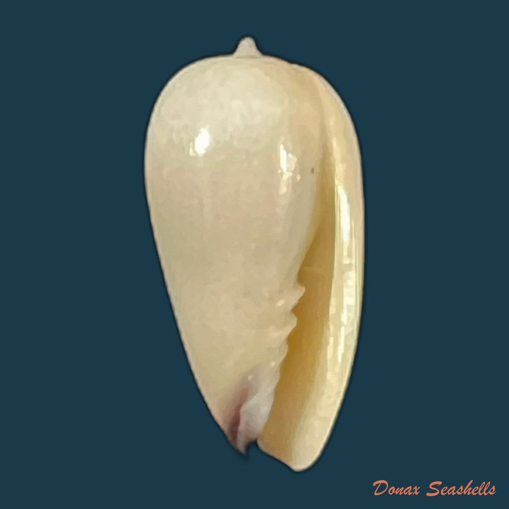 copia-de-scabricola-olivaeformis-swainson-1821-14-4mm