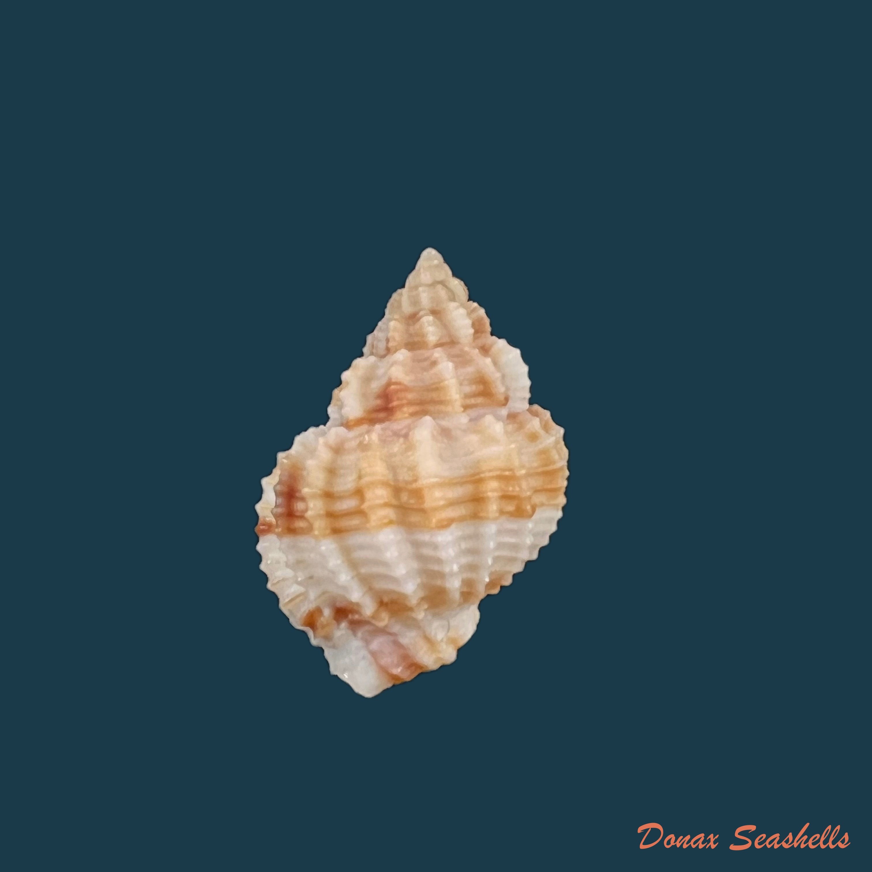 copia-de-scalptia-obliquata-lamarck-1822-17-5mm