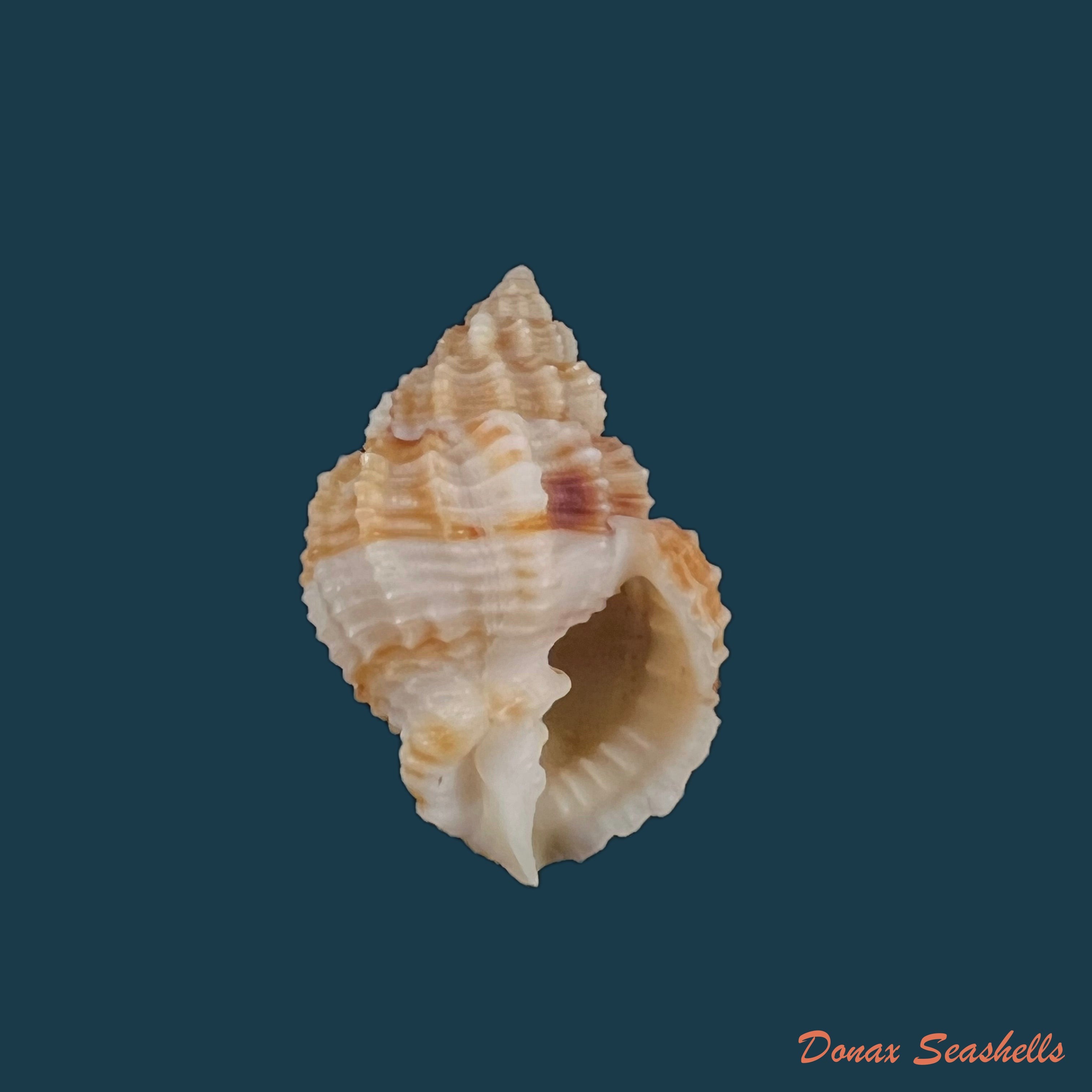copia-de-scalptia-obliquata-lamarck-1822-17-5mm