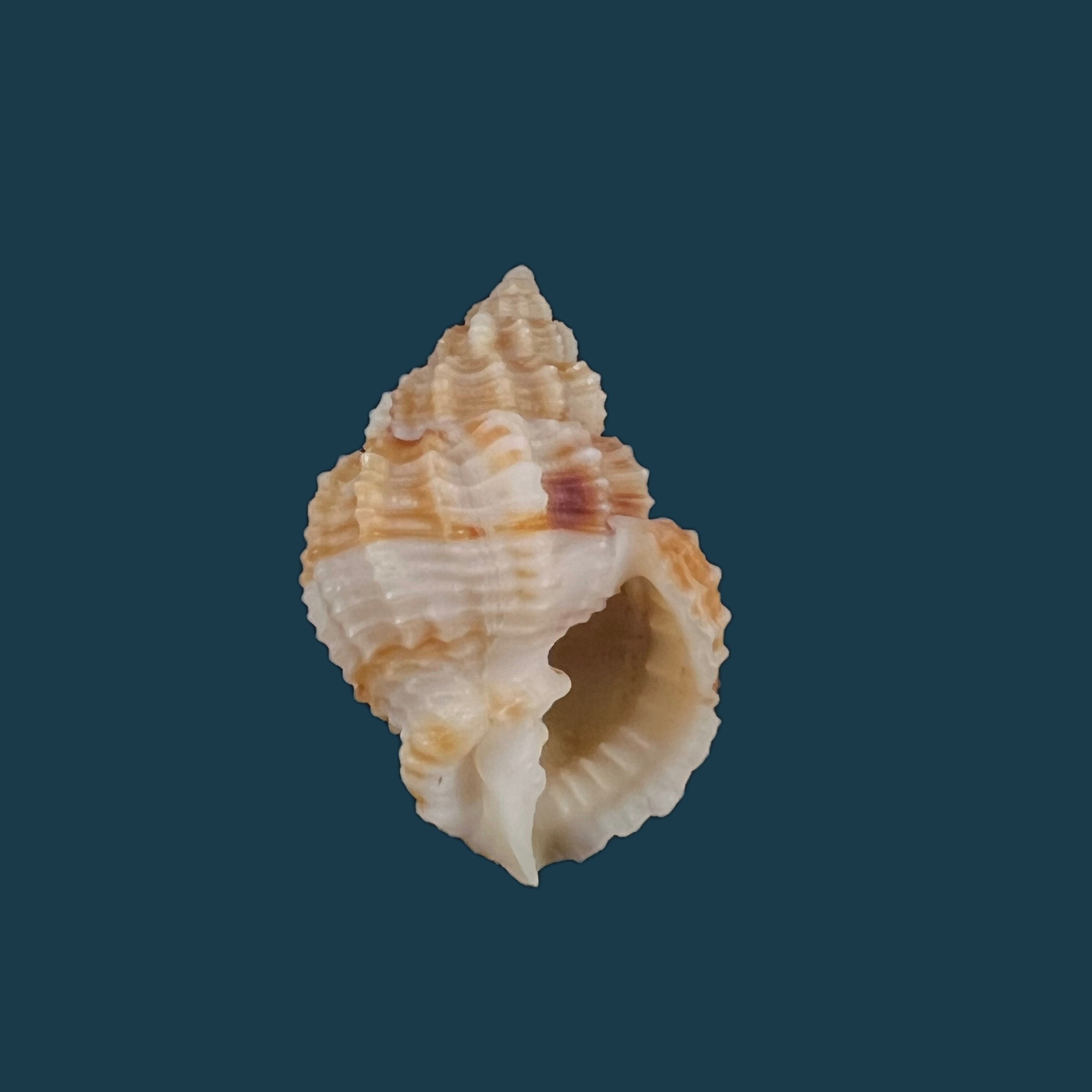 Bivetiella similis ( GB Sowerby I, 1833) - 24,8mm