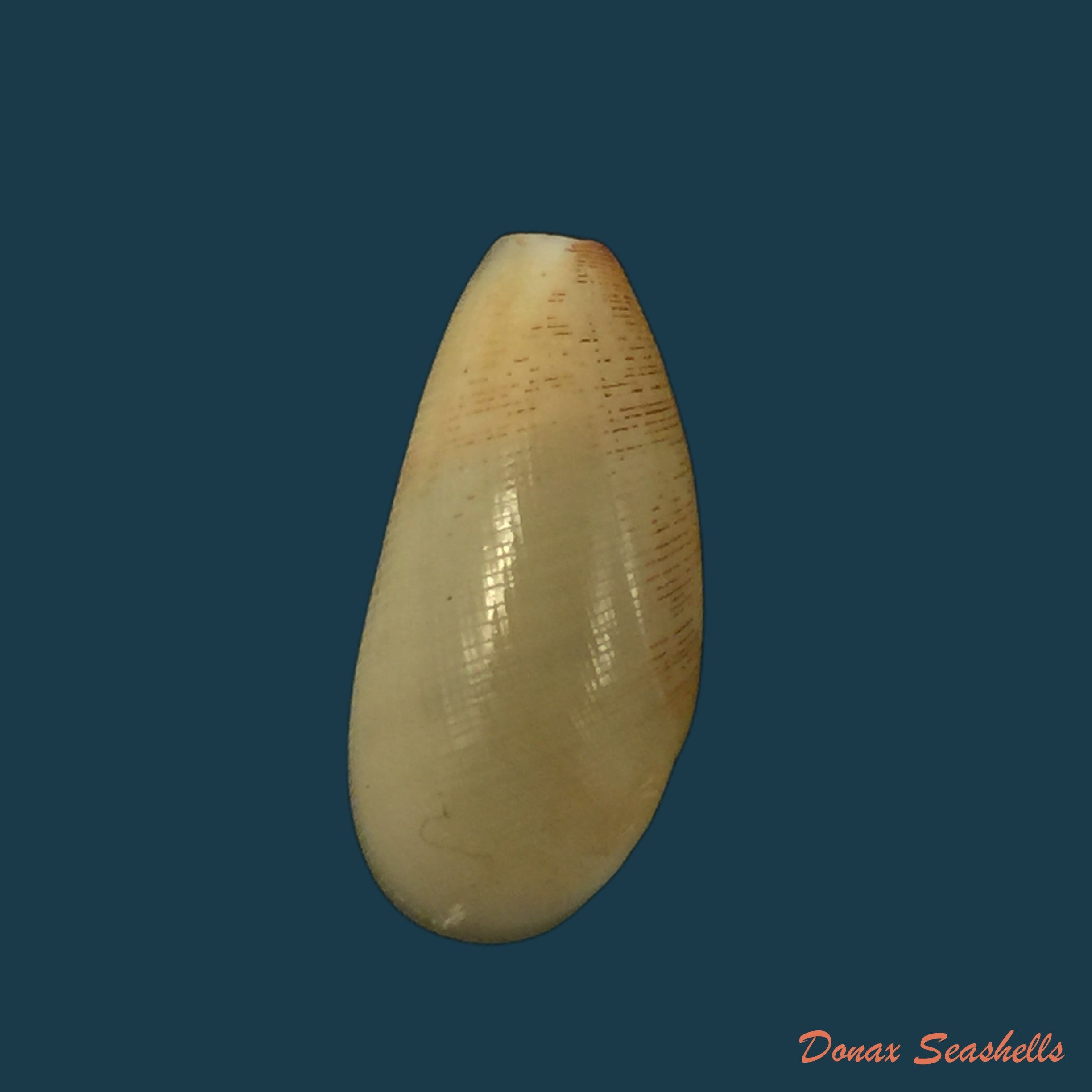 copia-de-scaphander-lignarius-linnaeus-1758-33mm