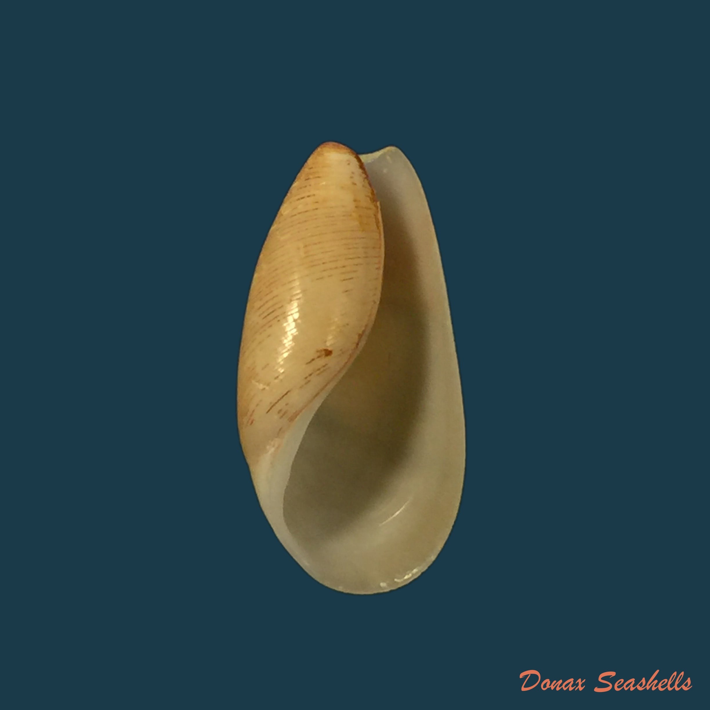 copia-de-scaphander-lignarius-linnaeus-1758-33mm