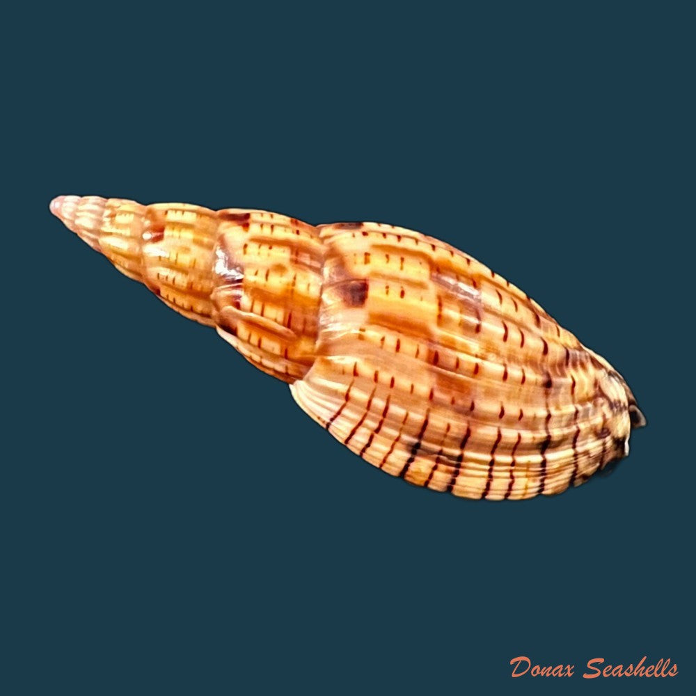 copia-de-scaphella-evelina-bayer-1971-117-3mm
