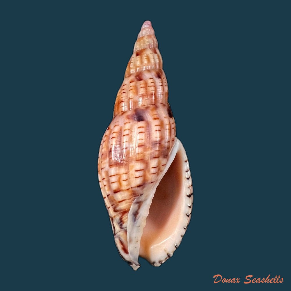 copia-de-scaphella-evelina-bayer-1971-117-3mm