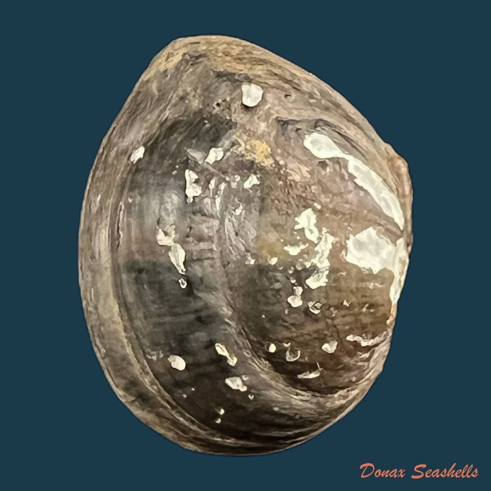 copia-de-schistodesmus-spinosus-c-t-simpson-1900-34-4mm
