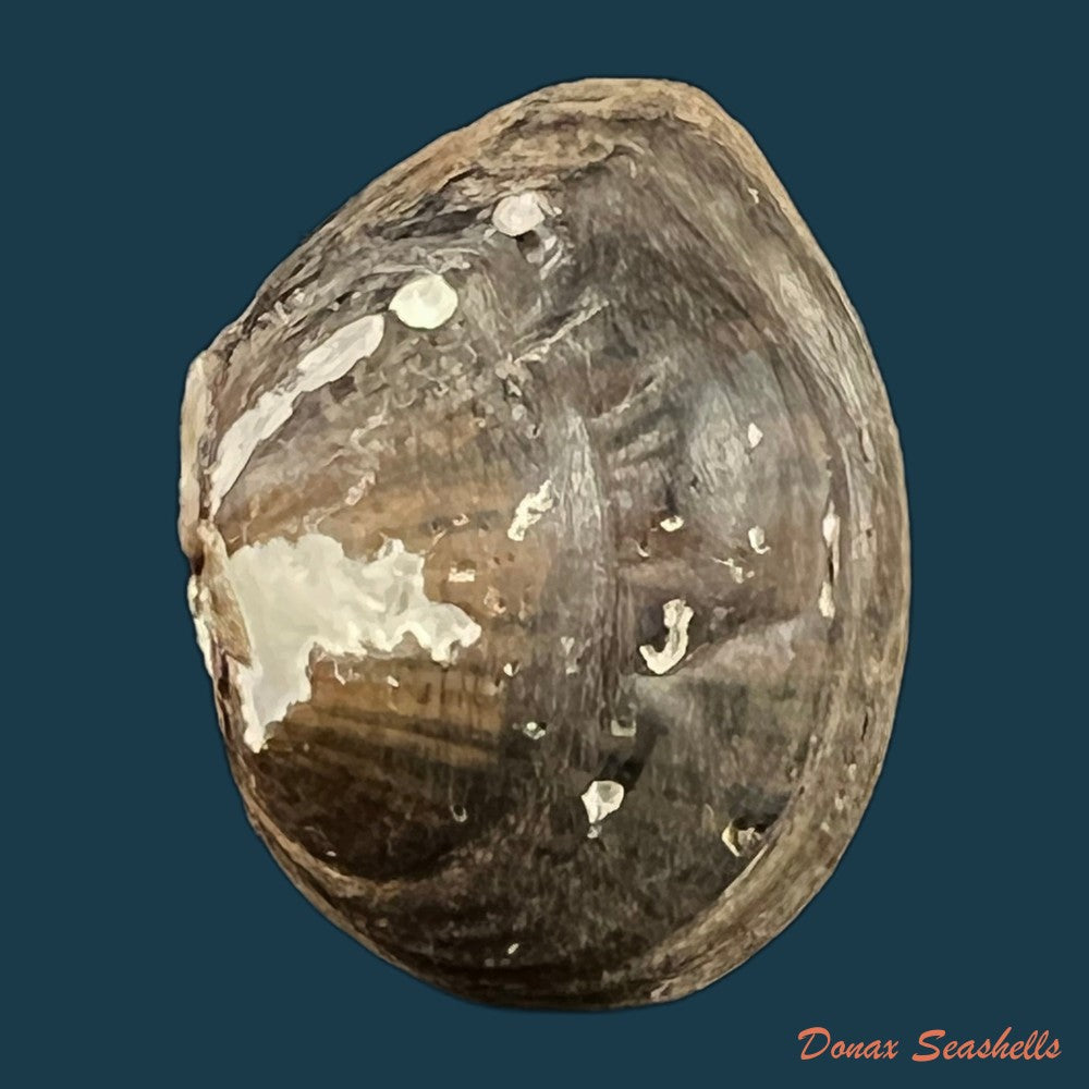 copia-de-schistodesmus-spinosus-c-t-simpson-1900-34-4mm