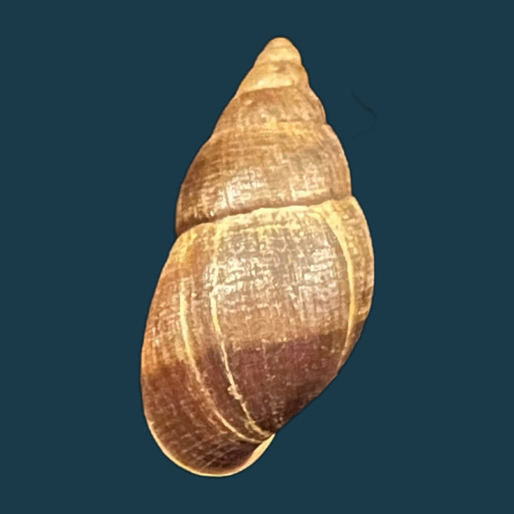 copia-de-scholvienia-alutacea-reeve-1849-25-5mm