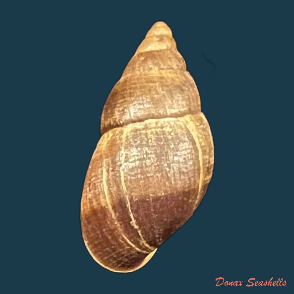copia-de-scholvienia-alutacea-reeve-1849-25-5mm