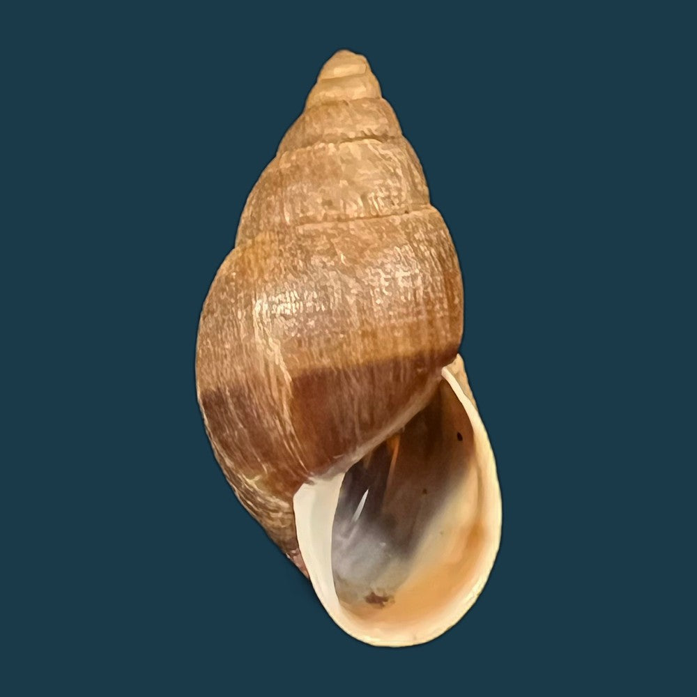 copia-de-scholvienia-alutacea-reeve-1849-25-5mm