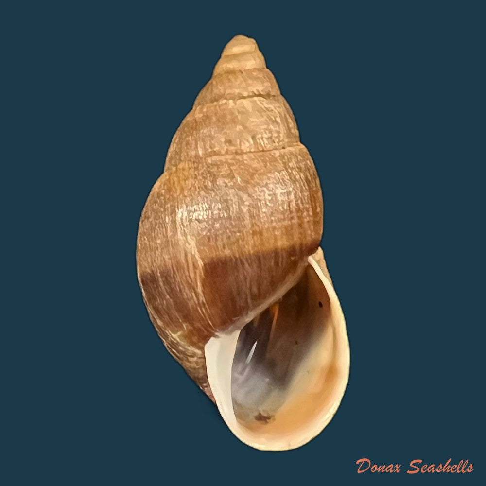 copia-de-scholvienia-alutacea-reeve-1849-25-5mm