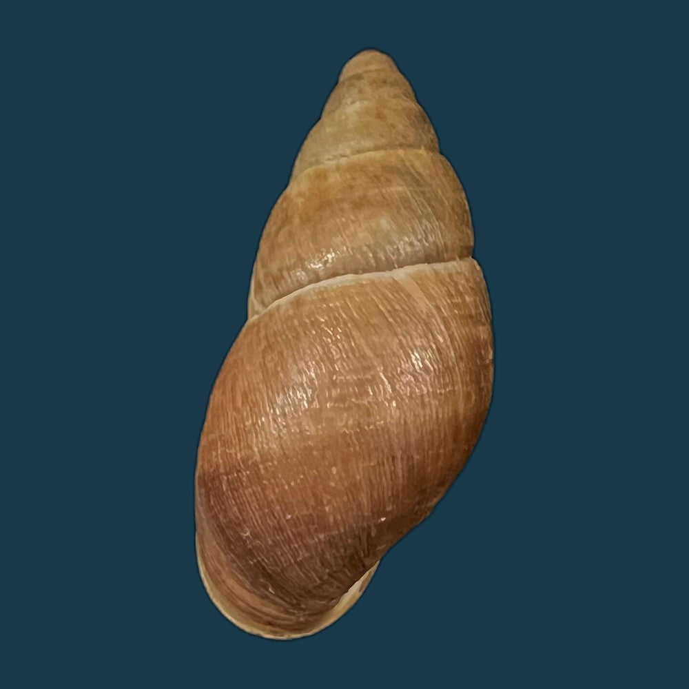 copia-de-scholvienia-alutacea-reeve-1849-25-6mm-1
