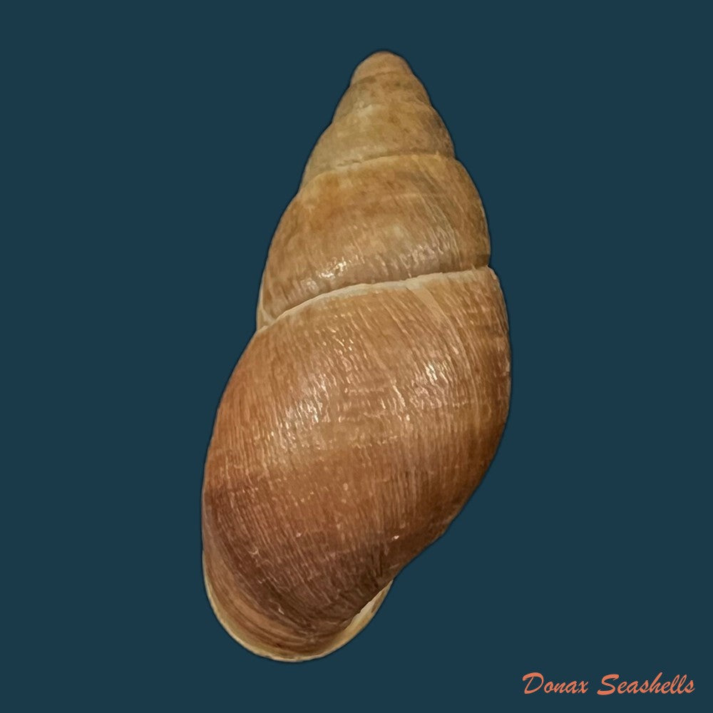 copia-de-scholvienia-alutacea-reeve-1849-25-6mm-1