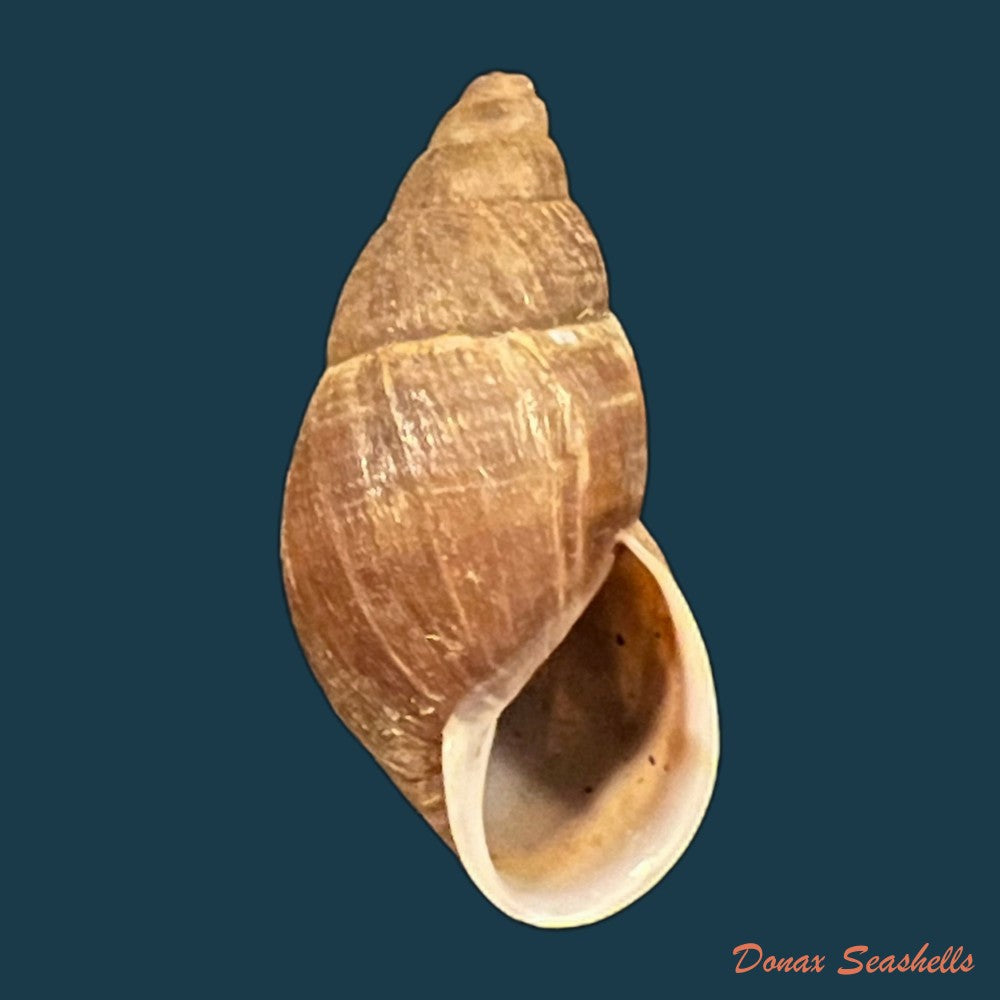 copia-de-scholvienia-alutacea-reeve-1849-25-6mm-1