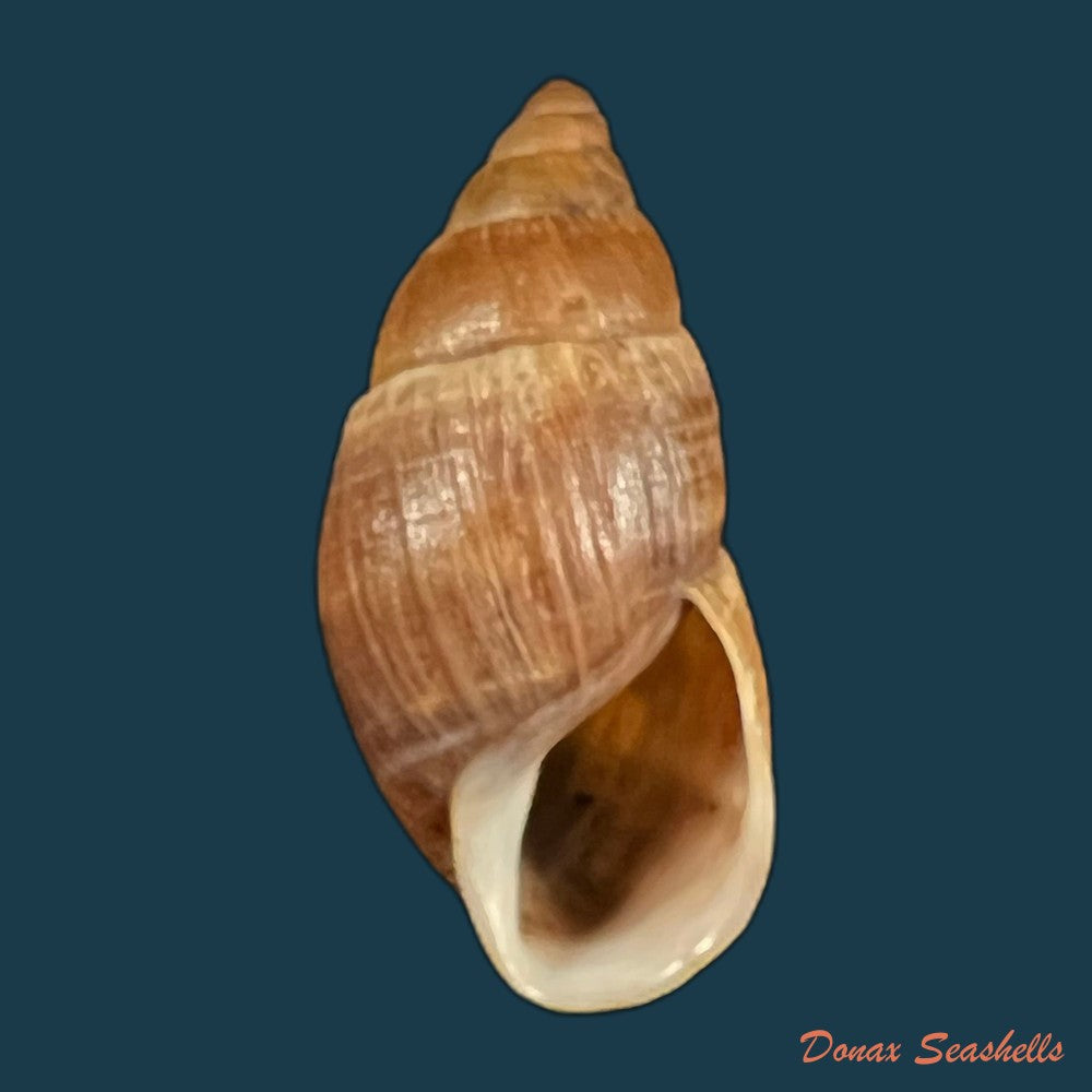 copia-de-scholvienia-alutacea-reeve-1849-25-6mm