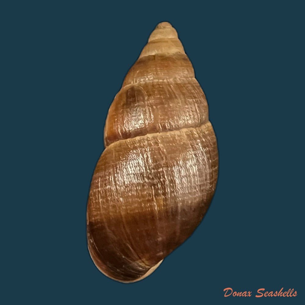 copia-de-scholvienia-alutacea-reeve-1849-26mm