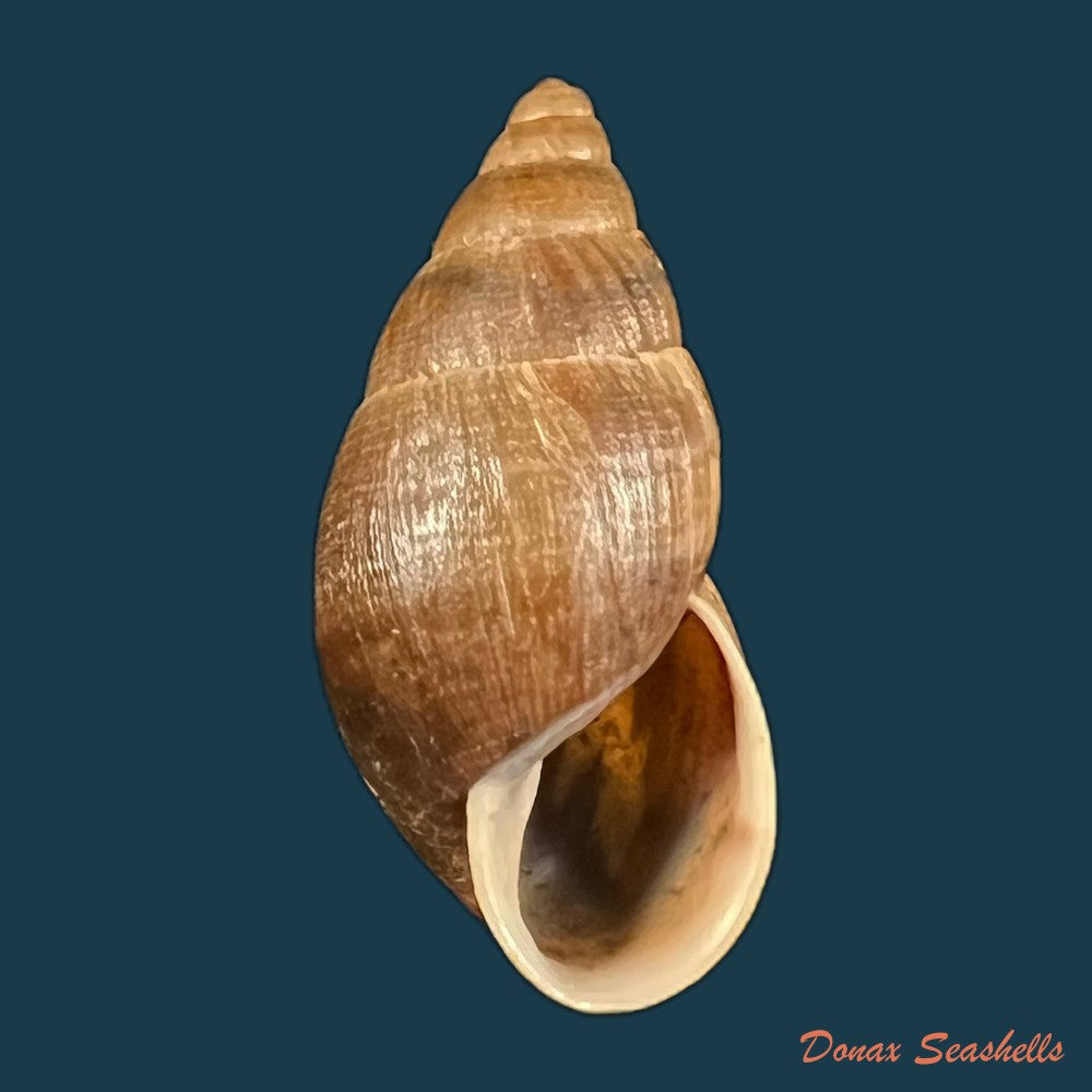 copia-de-scholvienia-alutacea-reeve-1849-26mm