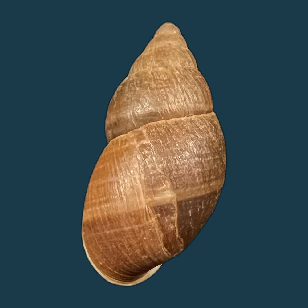 copia-de-scholvienia-alutacea-reeve-1849-27-7mm