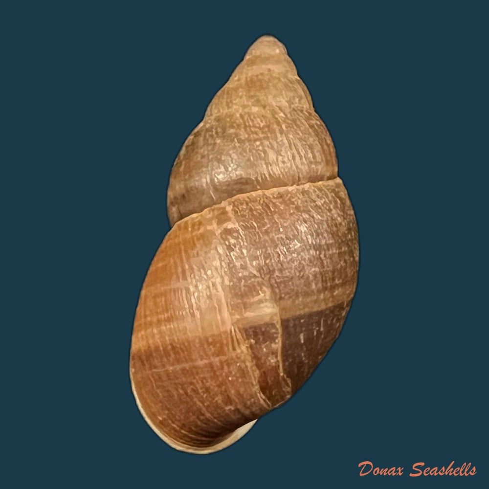 copia-de-scholvienia-alutacea-reeve-1849-27-7mm