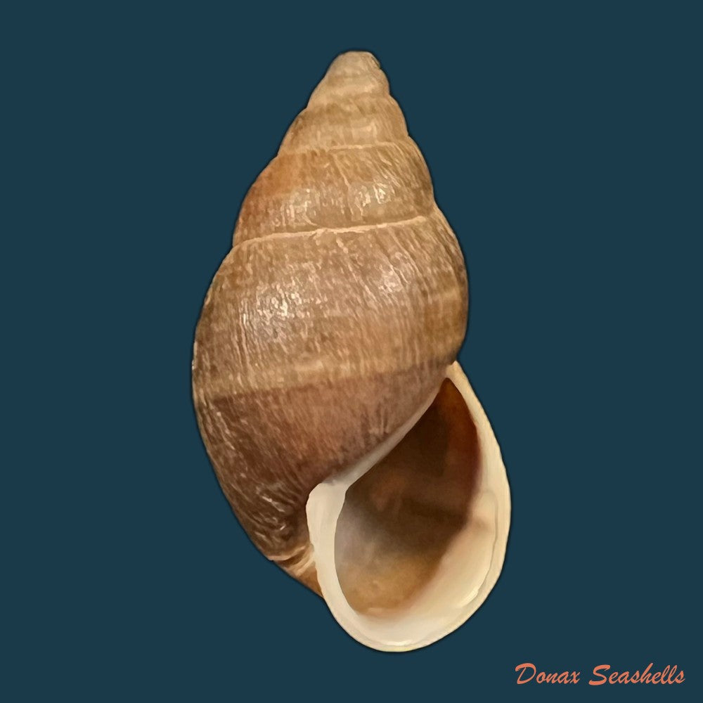 copia-de-scholvienia-alutacea-reeve-1849-27-7mm