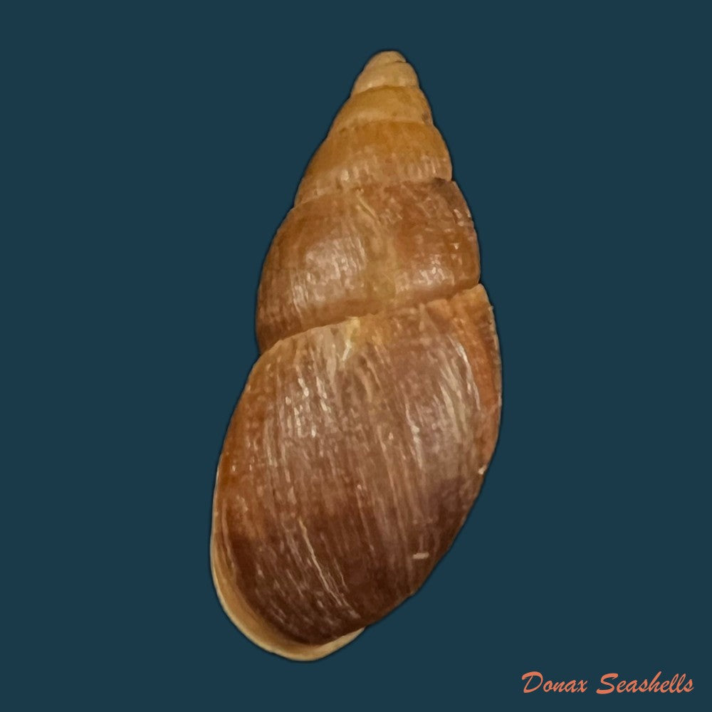 copia-de-scholvienia-alutacea-reeve-1849-27-8mm