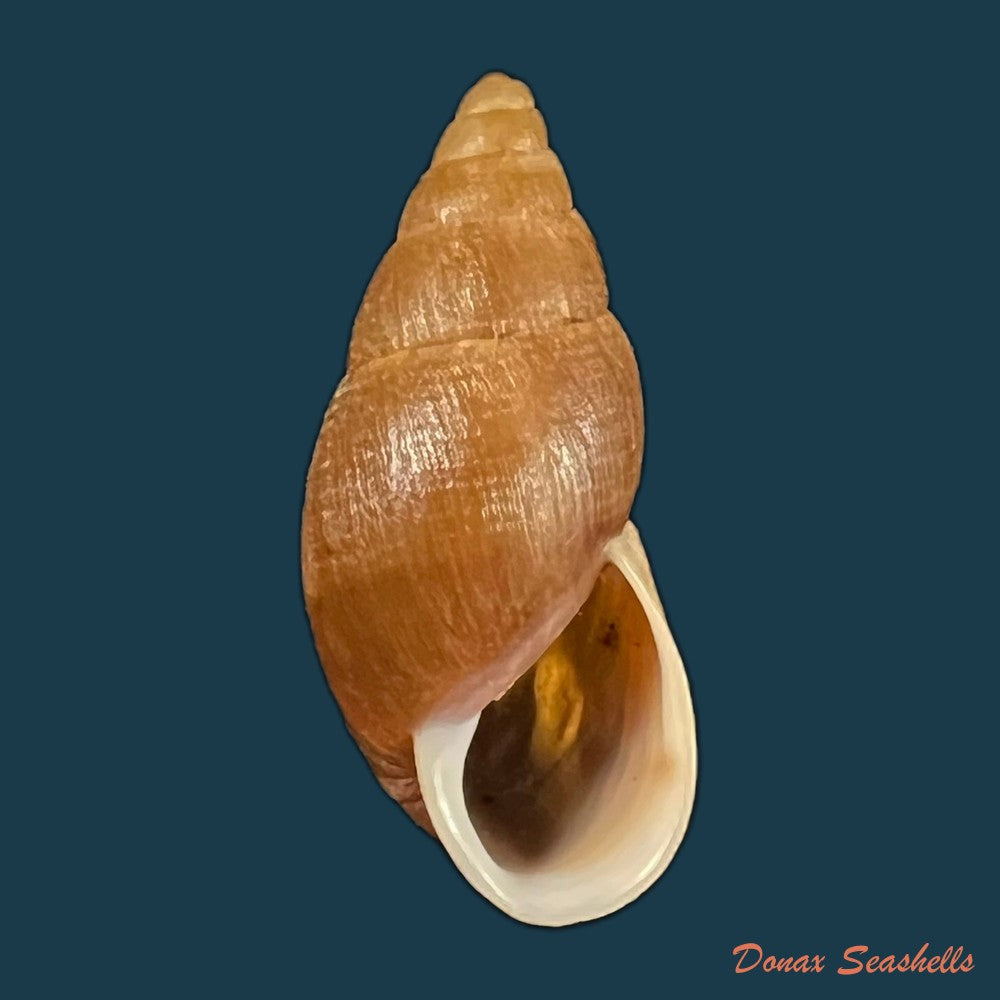 copia-de-scholvienia-alutacea-reeve-1849-27-8mm