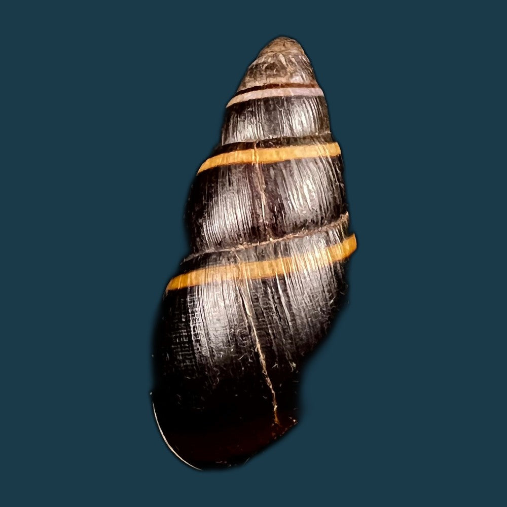 copia-de-scholvienia-huancabambensis-strebel-1910-50-5mm