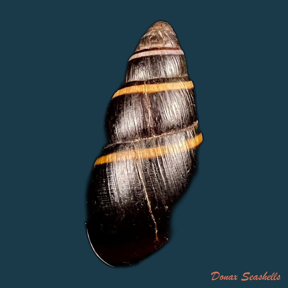 copia-de-scholvienia-huancabambensis-strebel-1910-50-5mm