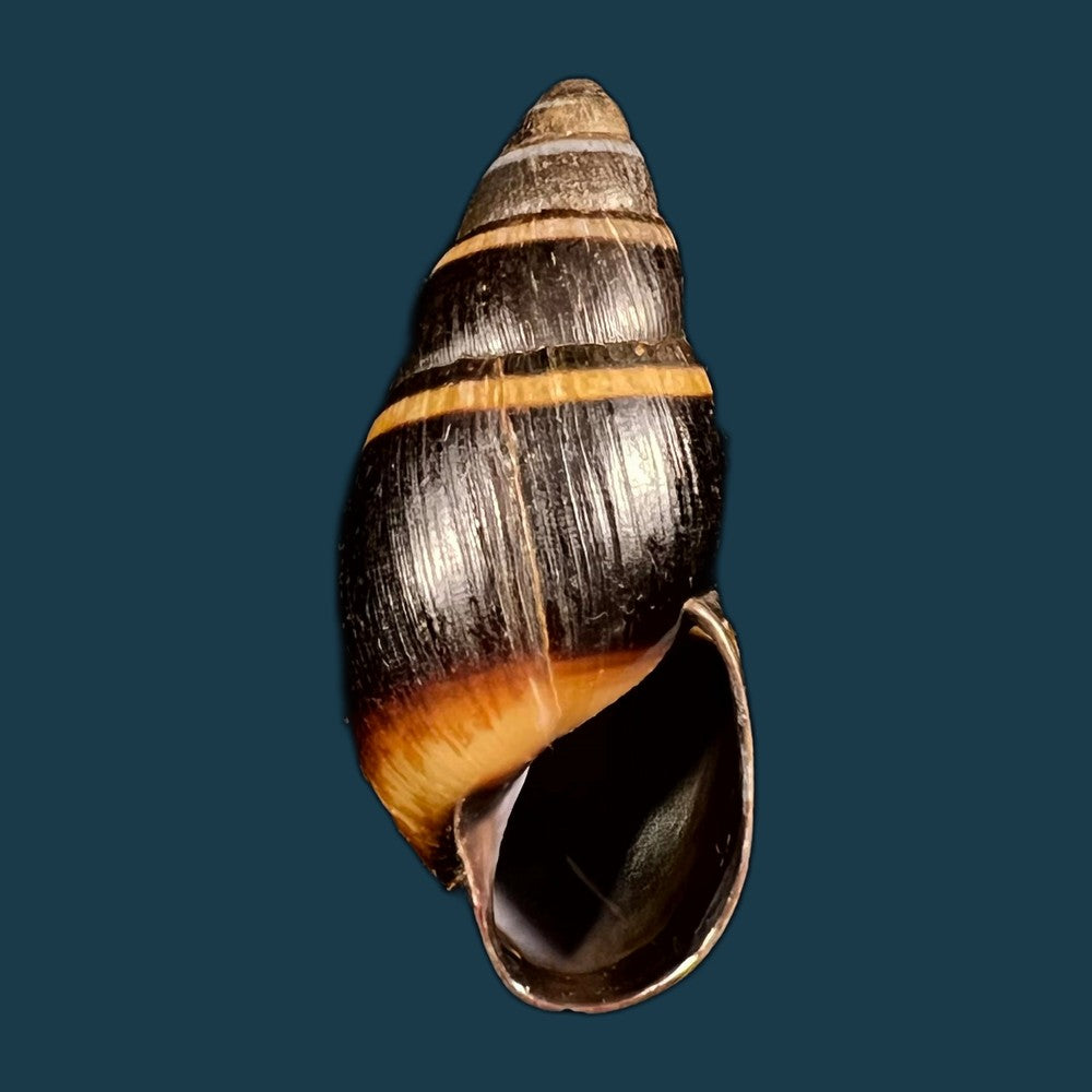 copia-de-scholvienia-huancabambensis-strebel-1910-50-5mm