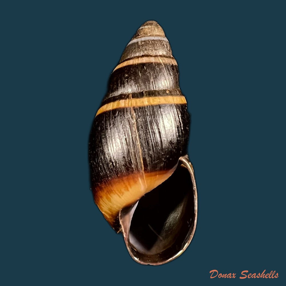 copia-de-scholvienia-huancabambensis-strebel-1910-50-5mm