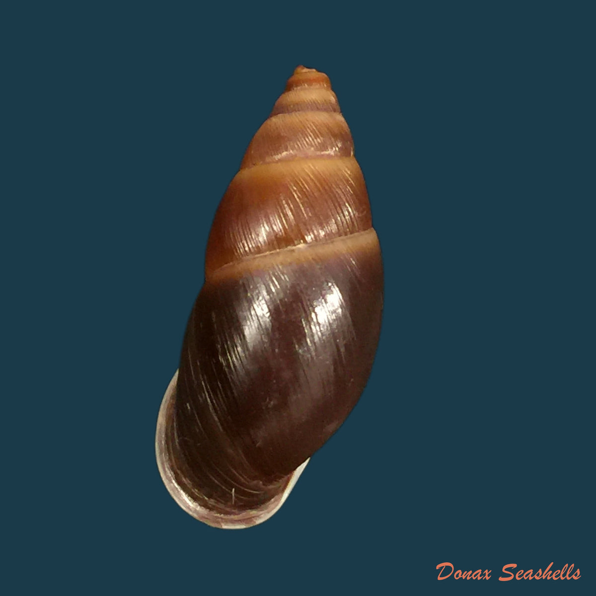 copia-de-scutalus-tupacii-dorbigny-1835-42-5mm
