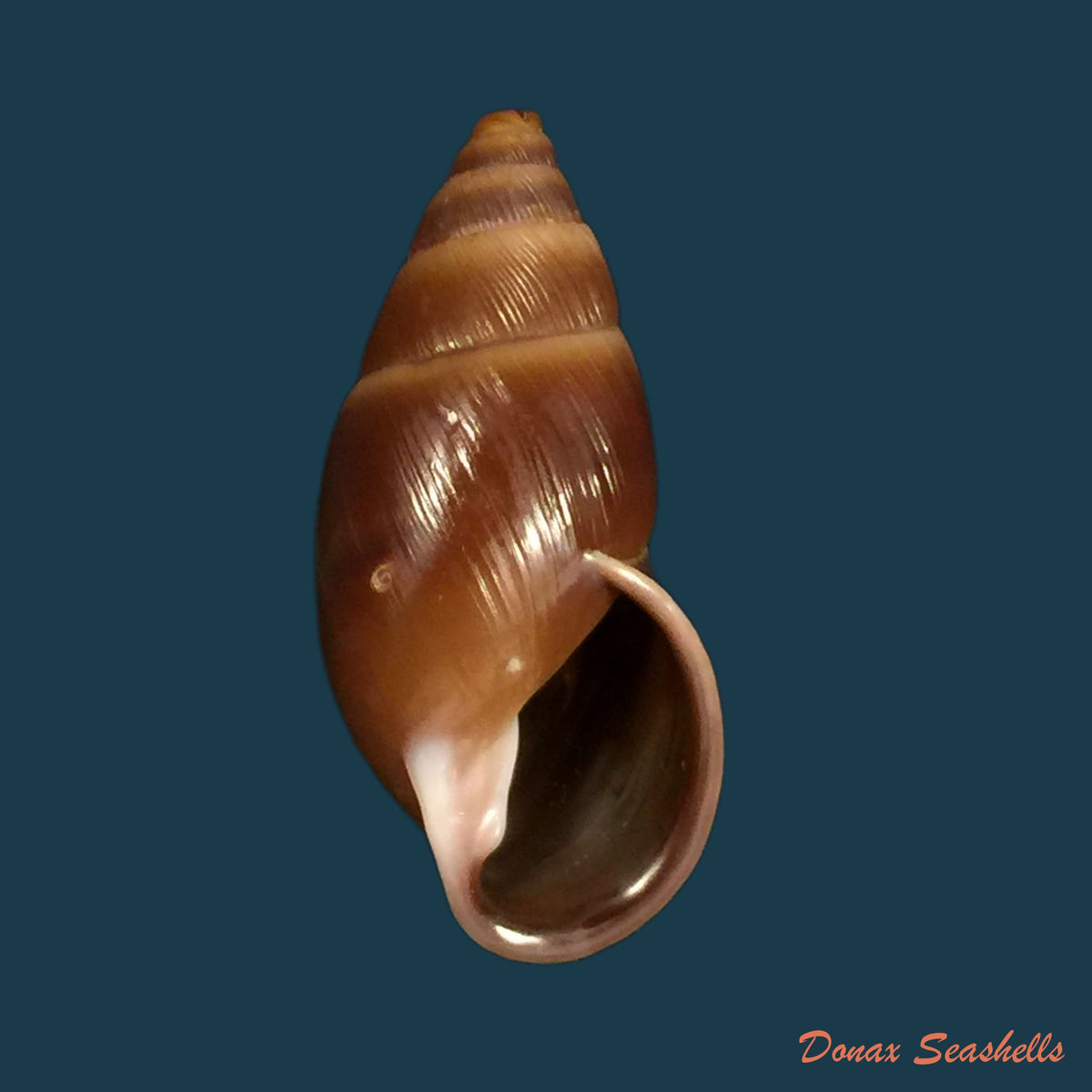 copia-de-scutalus-tupacii-dorbigny-1835-42-5mm