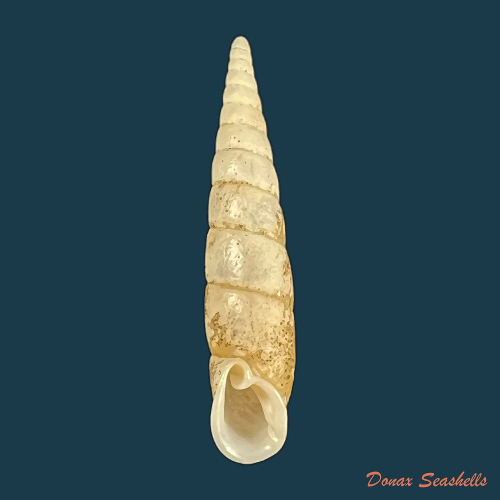 copia-de-selenophaedusa-princeps-h-nordsieck-2012-18-7mm