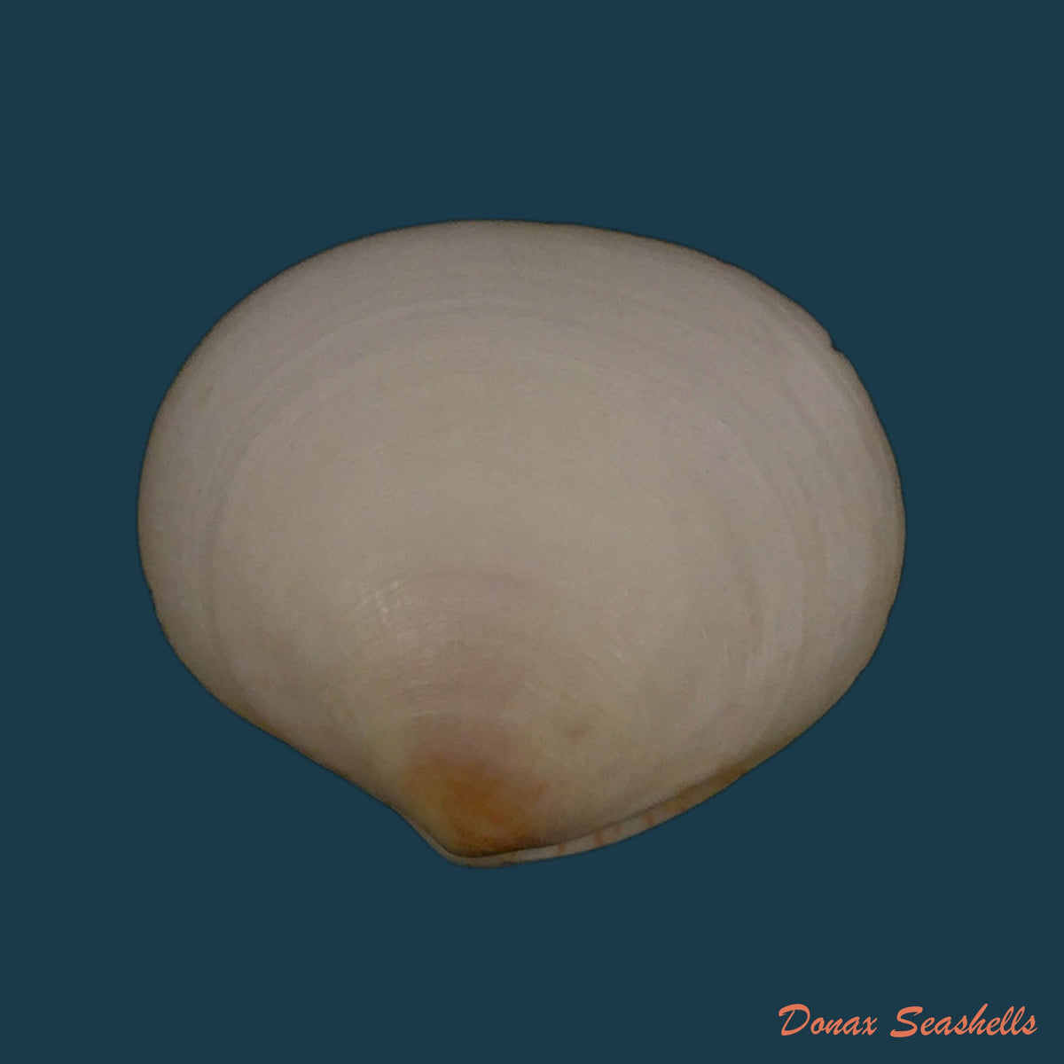 copia-de-semele-proficua-pulteney-1799-32-3mm