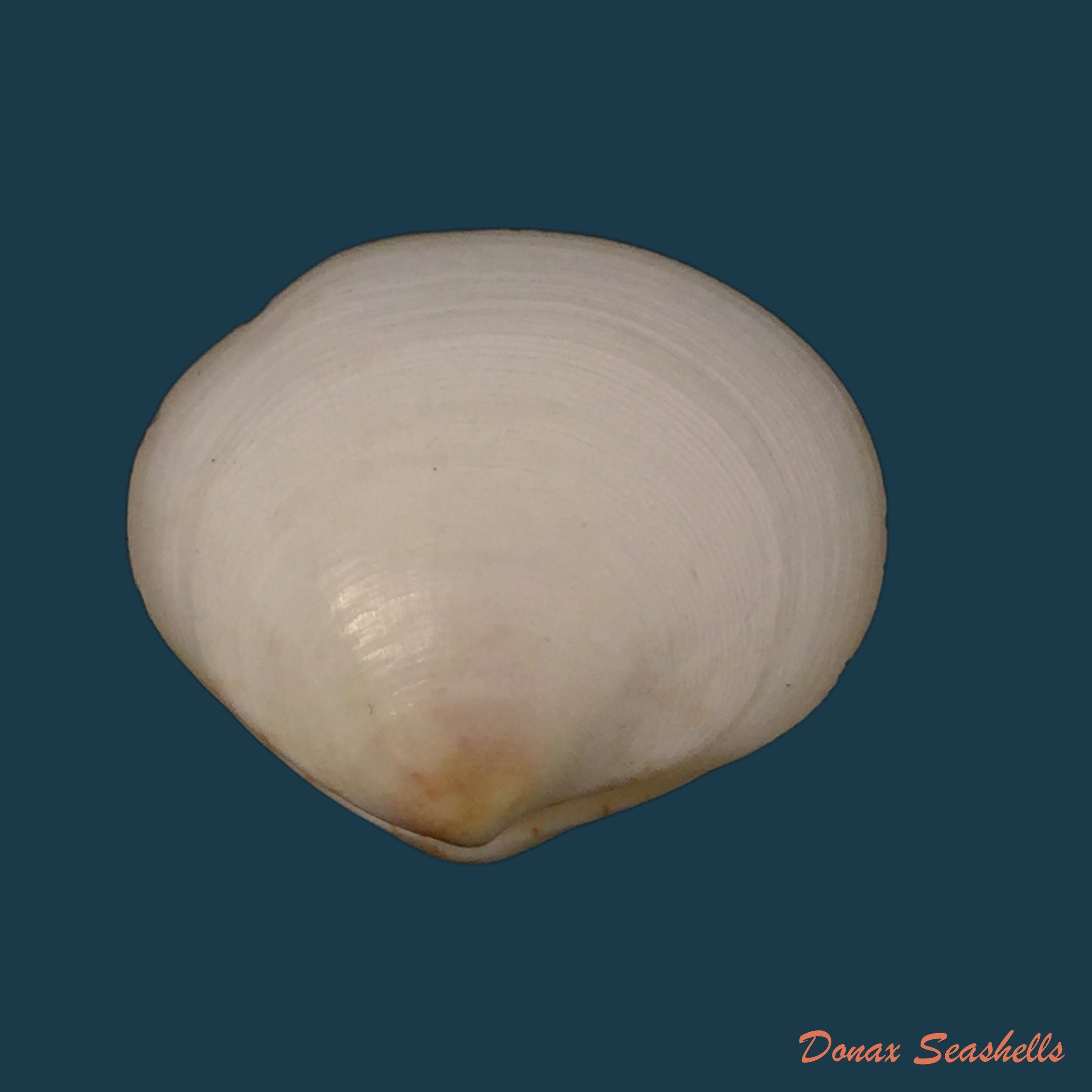 copia-de-semele-proficua-pulteney-1799-32-3mm