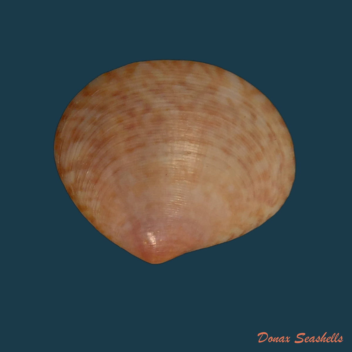 copia-de-semele-proficua-pulteney-1799-36-8mm