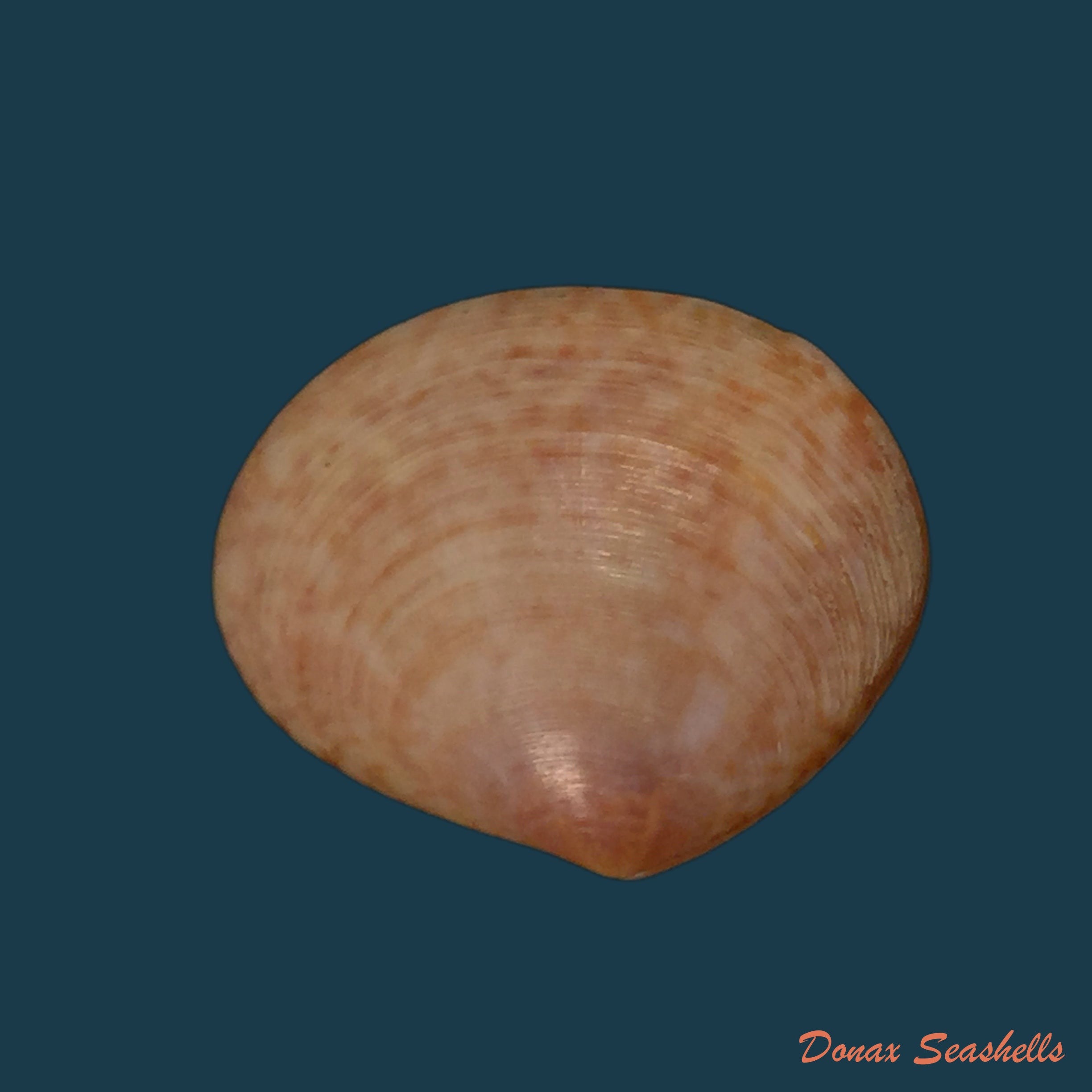 copia-de-semele-proficua-pulteney-1799-36-8mm