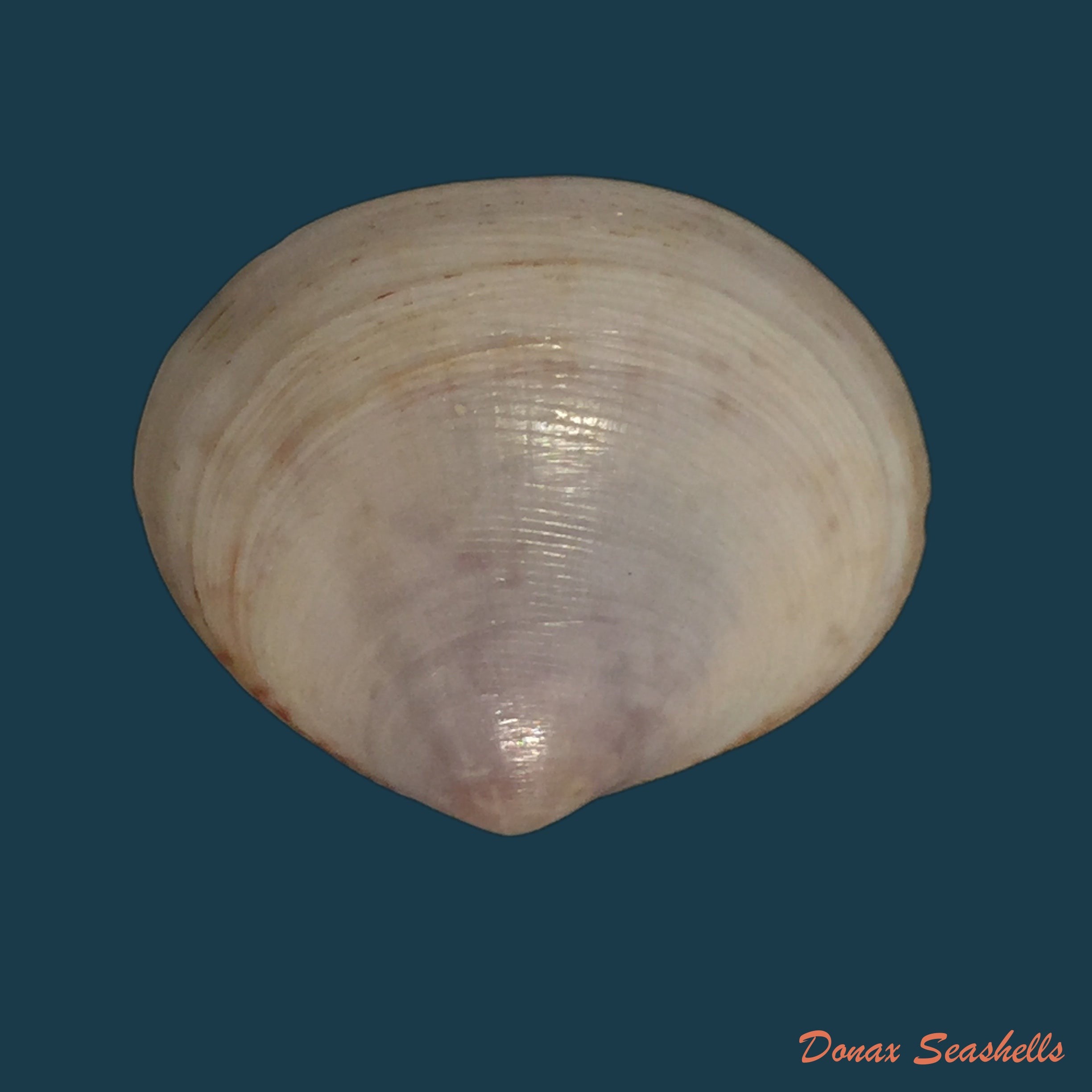 copia-de-semele-purpurascens-gmelin-1791-31-9mm