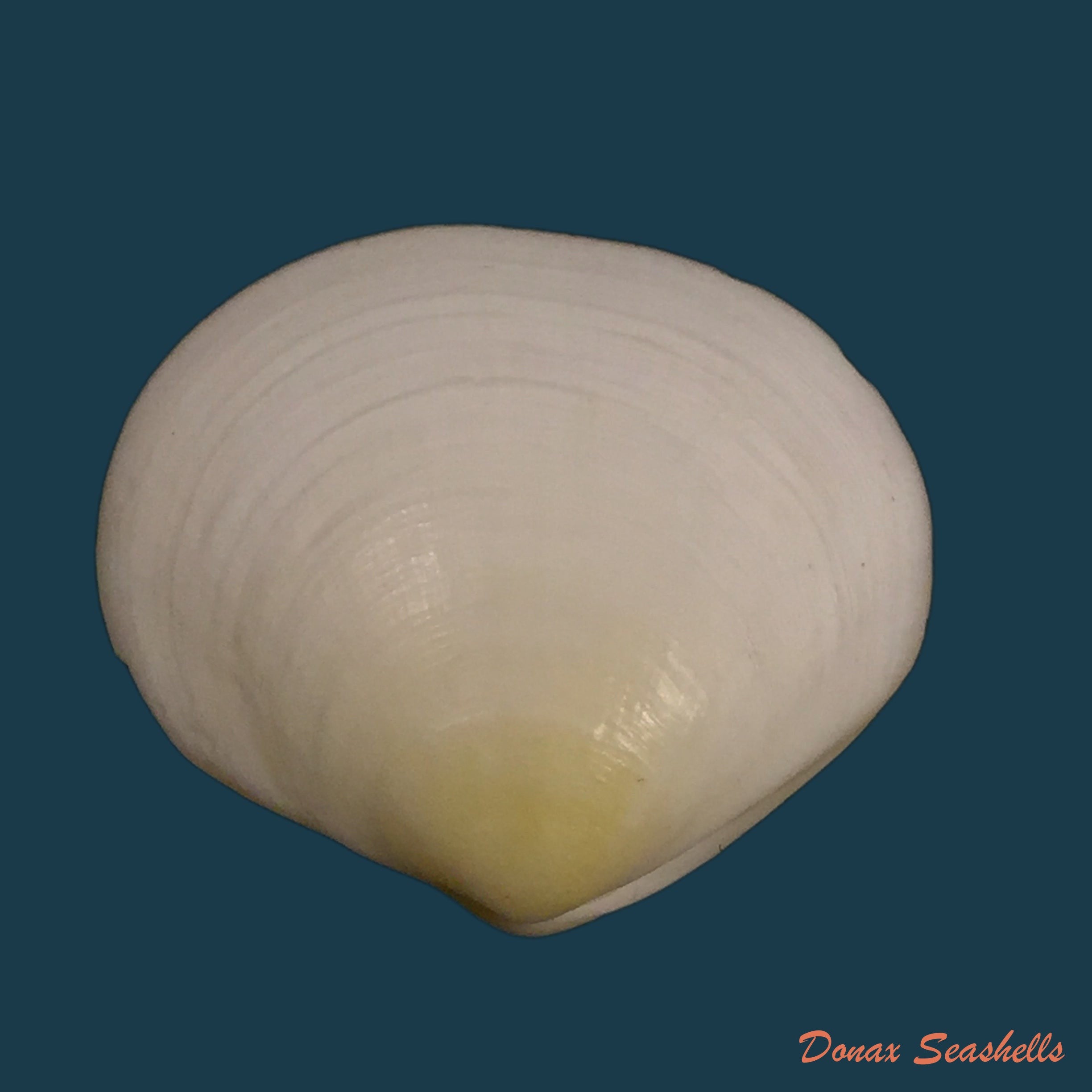 copia-de-semele-purpurascens-gmelin-1792