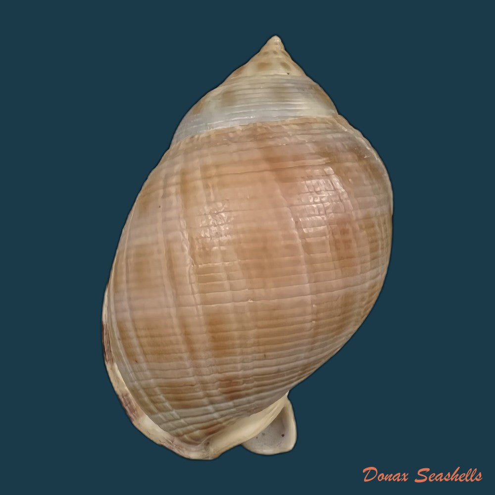 copia-de-semicassis-saburon-bruguiere-1792-59mm-1
