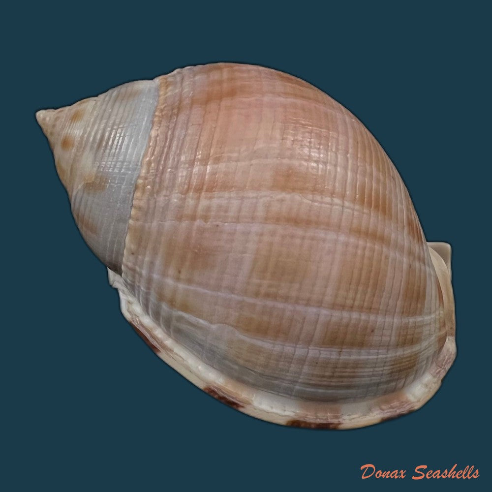 copia-de-semicassis-saburon-bruguiere-1792-59mm-1