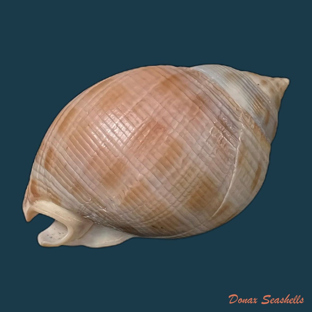 copia-de-semicassis-saburon-bruguiere-1792-59mm-1