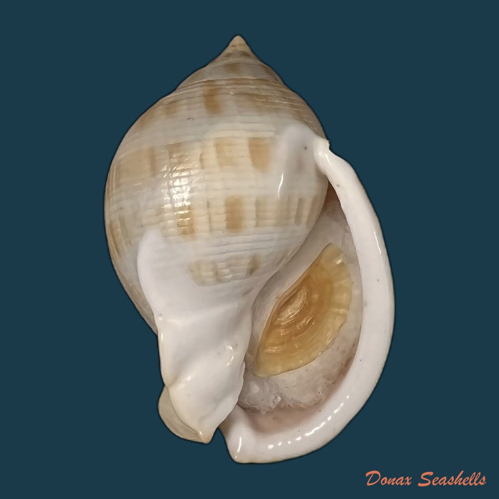 copia-de-semicassis-saburon-bruguiere-1792-59mm-1