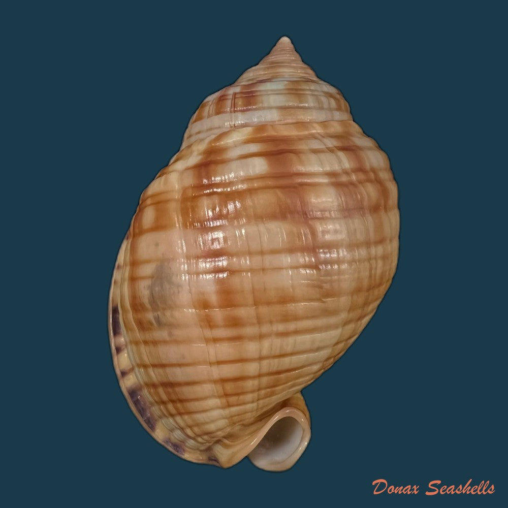 copia-de-semicassis-undulata-gmelin-1791-65-4mm