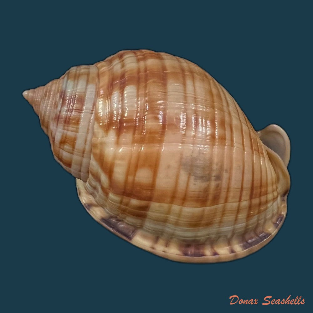 copia-de-semicassis-undulata-gmelin-1791-65-4mm