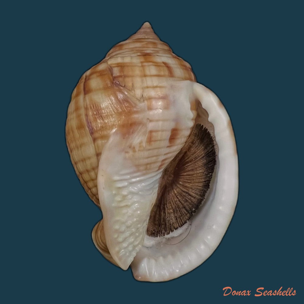 copia-de-semicassis-undulata-gmelin-1791-65-4mm